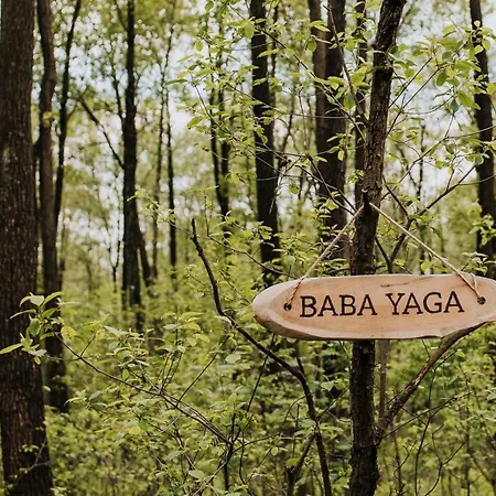 Dziki - Na Drzewach Miłomłyn