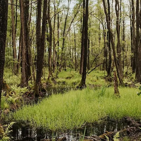 Apartament Dziki - Na Drzewach Miłomłyn